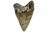 Serrated, Fossil Megalodon Tooth - North Carolina #328272-1